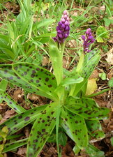 Orchis mâle