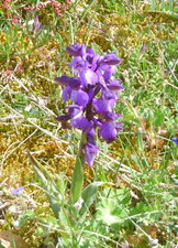 Orchis bouffon (anacamptis morio)
