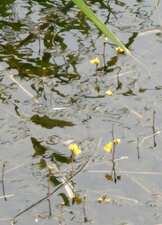 Utricullaire