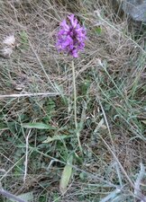 Bétoine (Epiaire officinale)