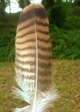 Plume de Buse variable
