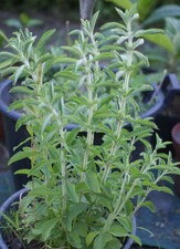 Plante à sucre