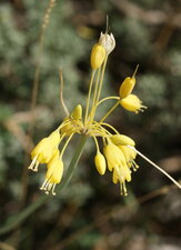 Ail jaune