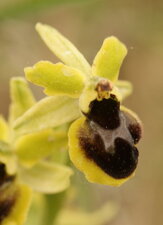 Ophrys araneola