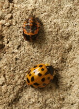 Harmonia axyridis