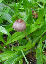 Champignon