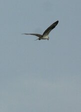 Petit aigle