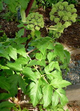 Angelique officinale