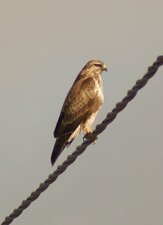 Buse variable