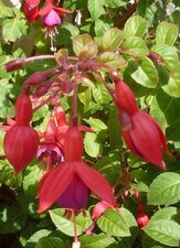 Fuchsia