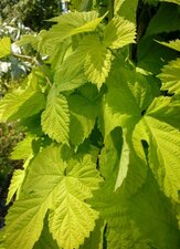 Houblon 