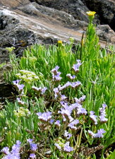 Bouquet côtier