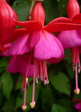 Fuschia vivace "colibri"