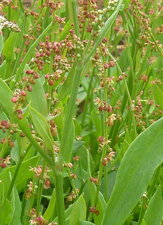 Oseille crépue