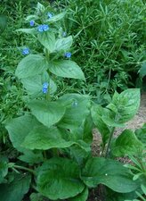 La Buglosse toujours verte. Pentaglottis sempervirens 