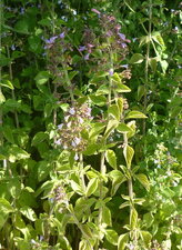 Basilic cannelle