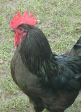 Coq "noir de Janzé"