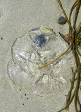 Méduse "Aurelia aurita" sous réserve