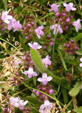 Thym-serpolet