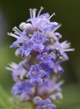Fleurs de vitex