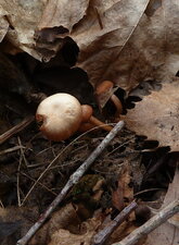 Champignon.