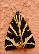 Papillon "écaille chinée"