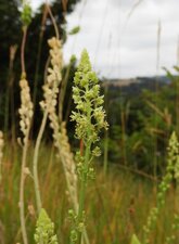 Reseda des teinturiers