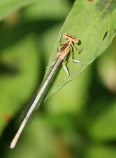 Platycnemis latipes - mâle