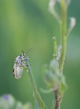 Eurydema ornata mâle - de 3/4