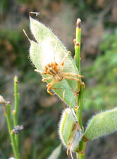 Araignée crabe "Xysticus Cristatus"
