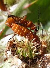 Accouplement insectes