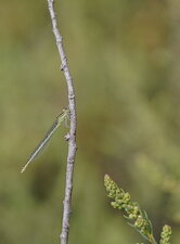 Agrion de Vander Linden - femelle