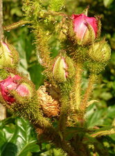 Rosa rugosa en bouton