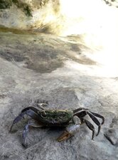 Crabe d