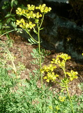 Rue des jardins (Ruta graveolens)