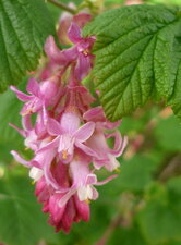 Groseiller fleurs ou faux cassis
