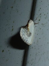 La Petite Epine Cilix glaucata