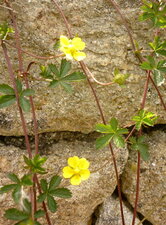 Potentille rampante