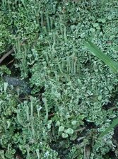 Lichen Cladonia 