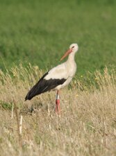 Cigogne blanche