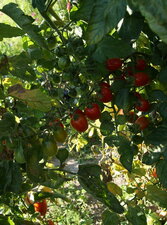 Tomates grappe