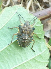 Pentatoma rufipes - juvénile