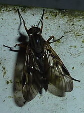 Mouche