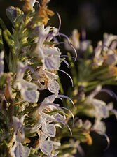 Romarin officinal - Rosmarinus officinalis