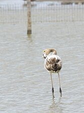 Flamant rose juvénile