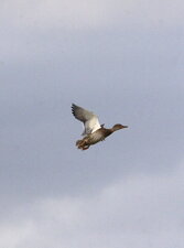 Canard chipeau femelle - sous réserve