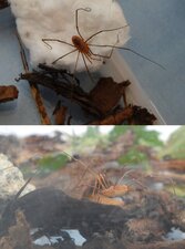 Araignée