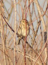Bruant des roseaux - Emberiza schoeniclus