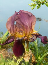 Iris