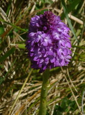 Orchidée pyramidale